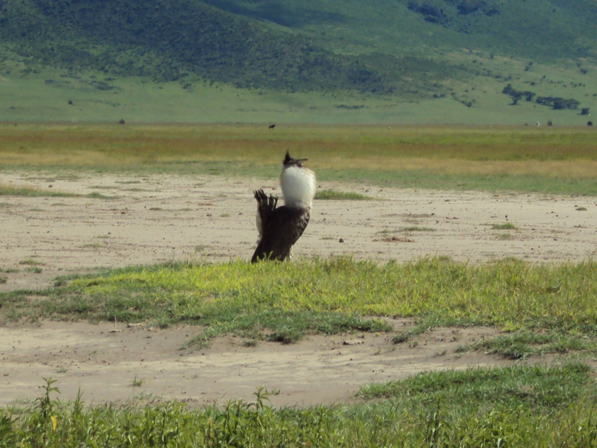 Kori Bustard - ML630432432