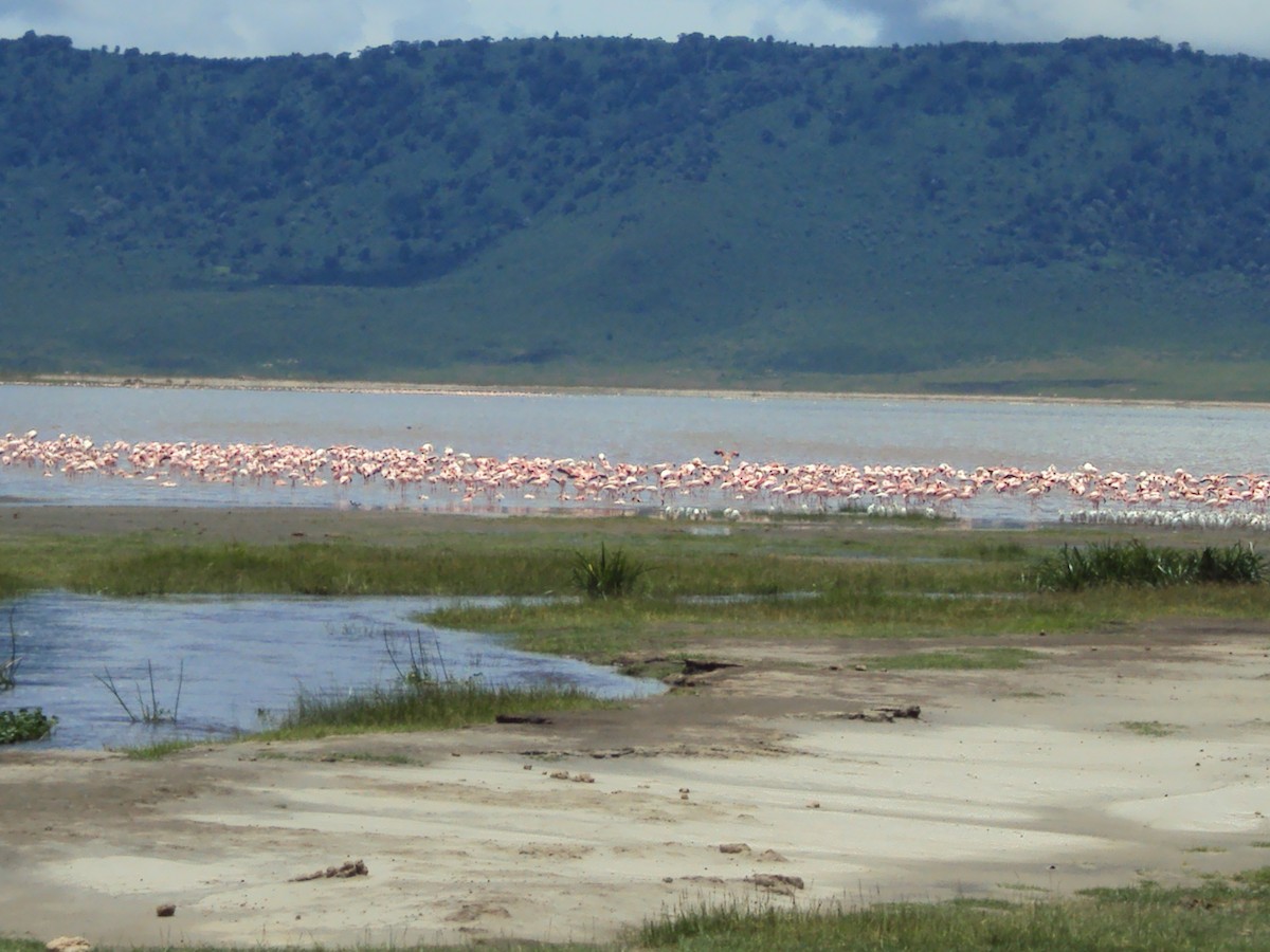 Greater Flamingo - ML630432445