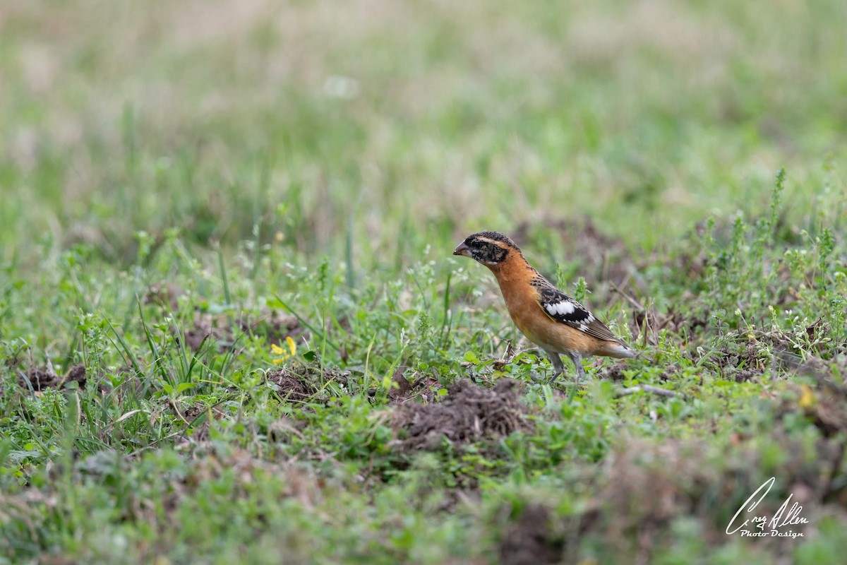 Black-headed Grosbeak - ML630432606