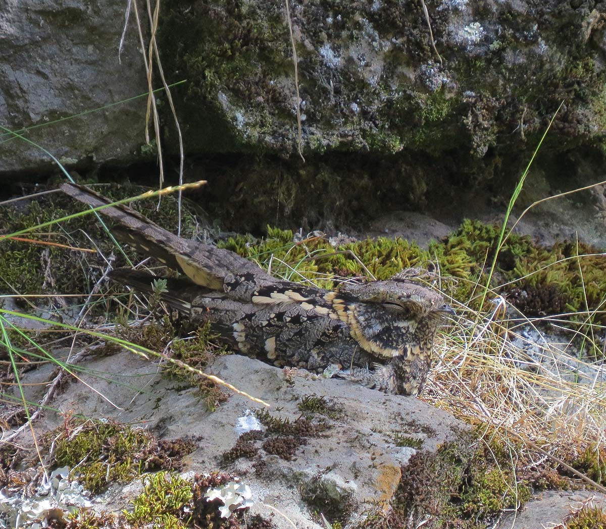 Montane Nightjar (Abyssinian) - ML630432670
