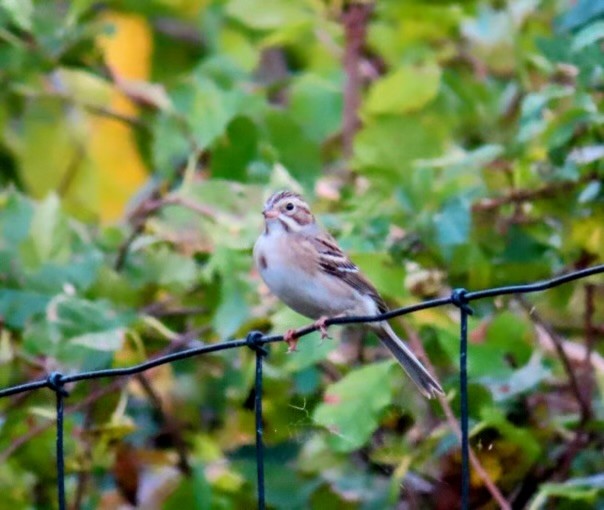 Clay-colored Sparrow - ML630432695