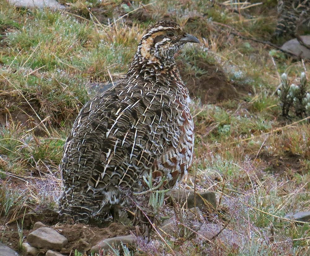 Moorland Francolin - ML630432709