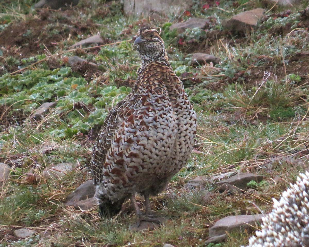 Moorland Francolin - ML630432710