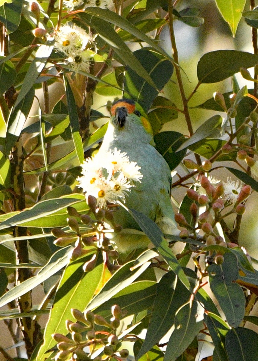 Purple-crowned Lorikeet - ML630432761