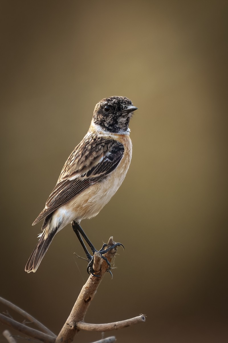 Siberian Stonechat - ML630432786