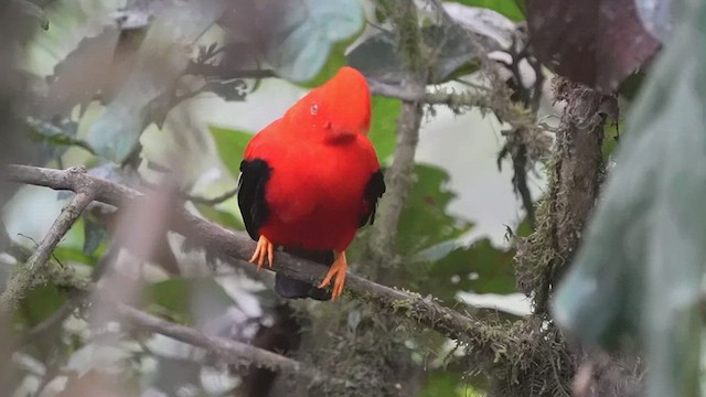 Andean Cock-of-the-rock - ML630432961