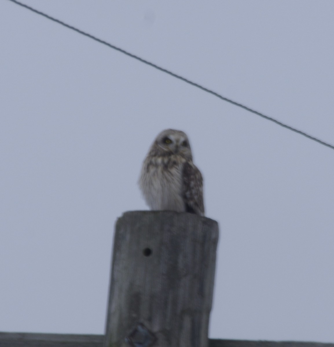 Short-eared Owl - ML630433008