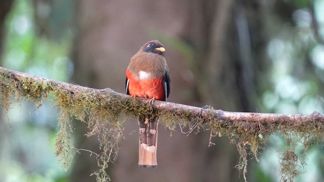 Trogon masqué - ML630433077