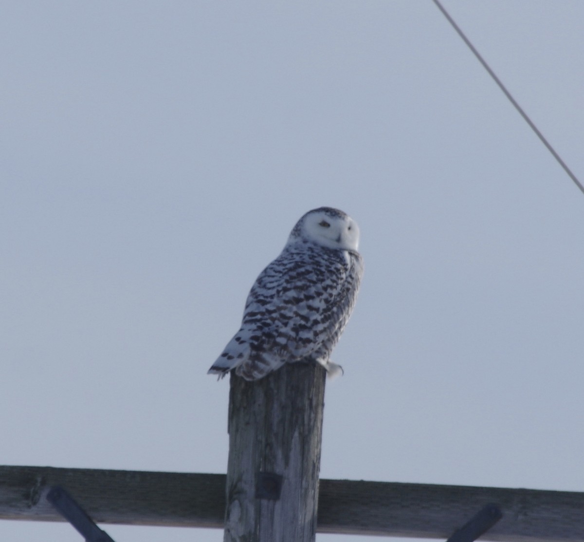 Snowy Owl - ML630433084