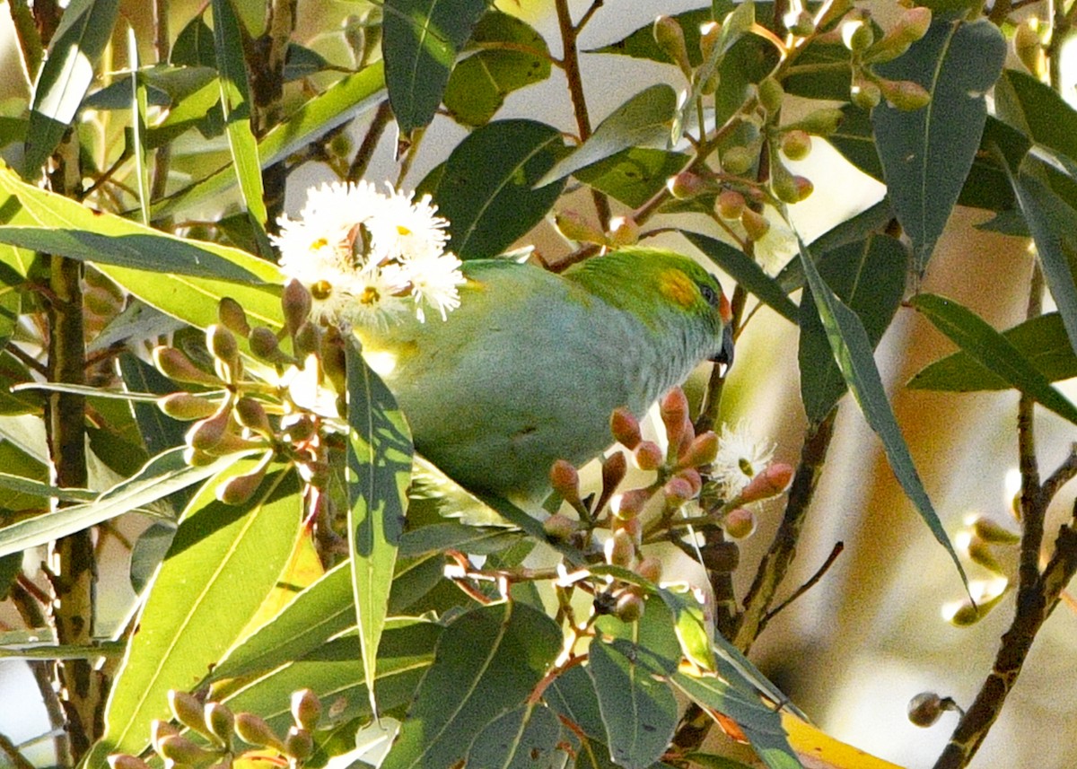 Purple-crowned Lorikeet - ML630433098