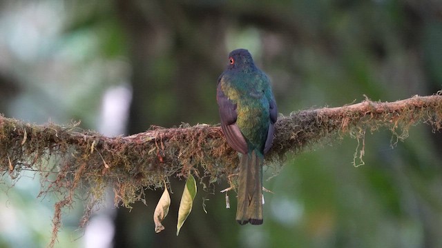 Trogon masqué - ML630433104