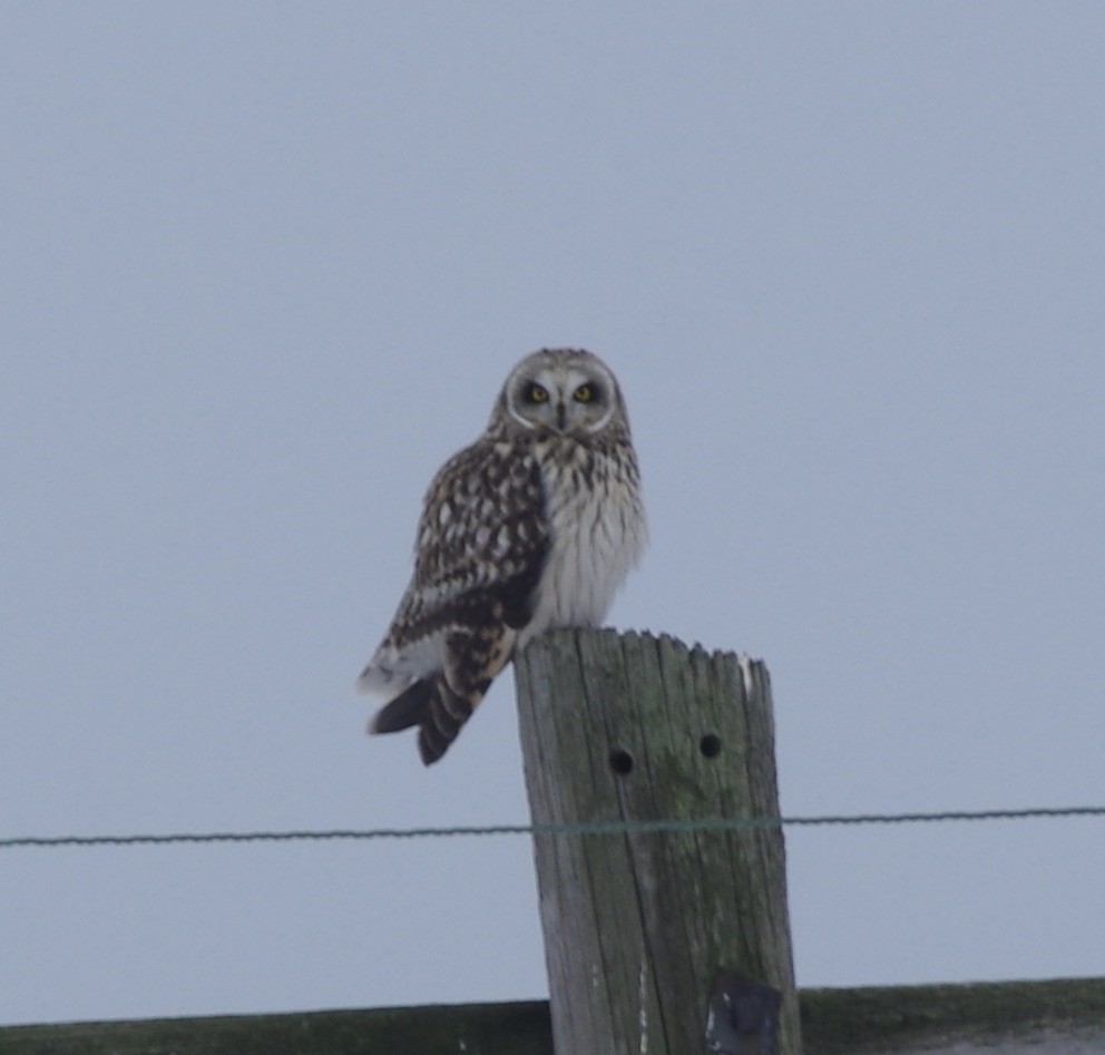 Short-eared Owl - ML630433154
