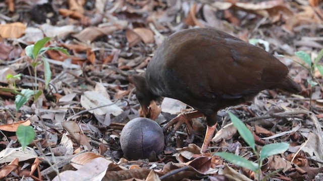 Orange-footed Megapode - ML630433284