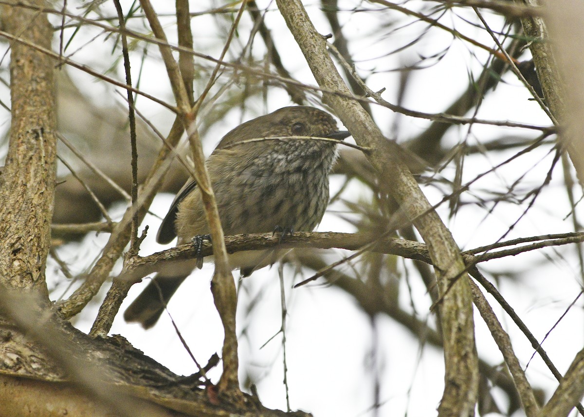Inland Thornbill - ML630433349