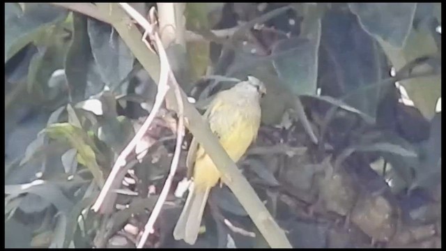 Greenish Elaenia - ML630433393
