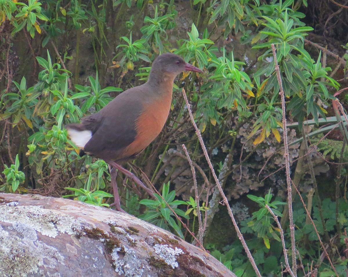 Rouget's Rail - ML630433406