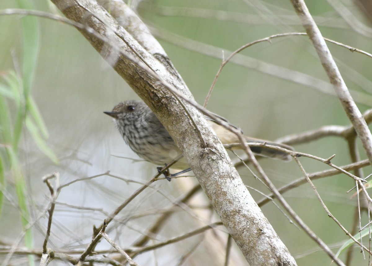 Inland Thornbill - ML630433472