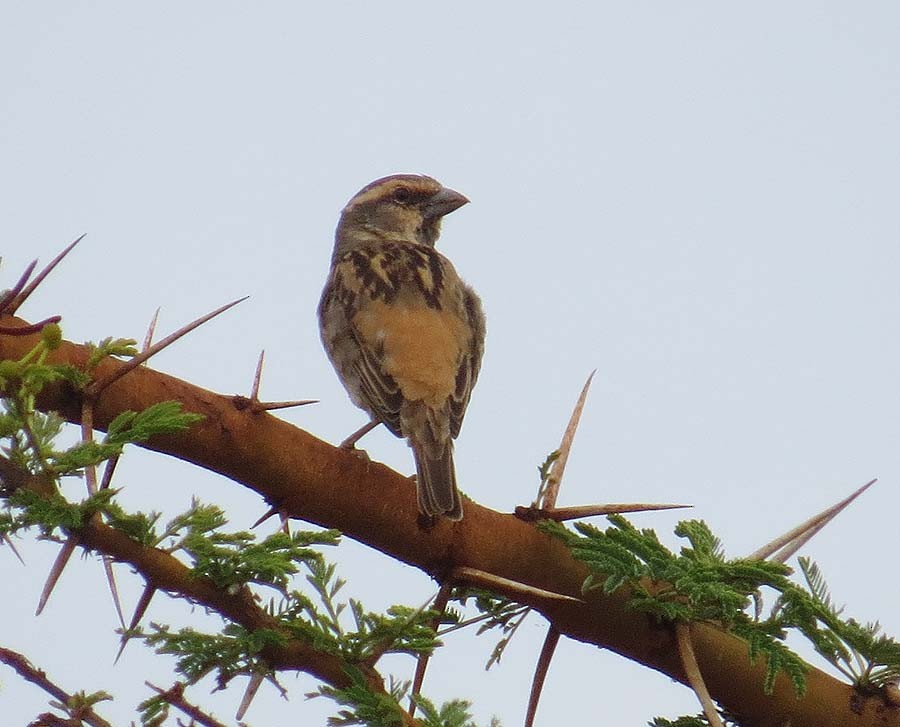 Shelley's Rufous Sparrow - ML630433691