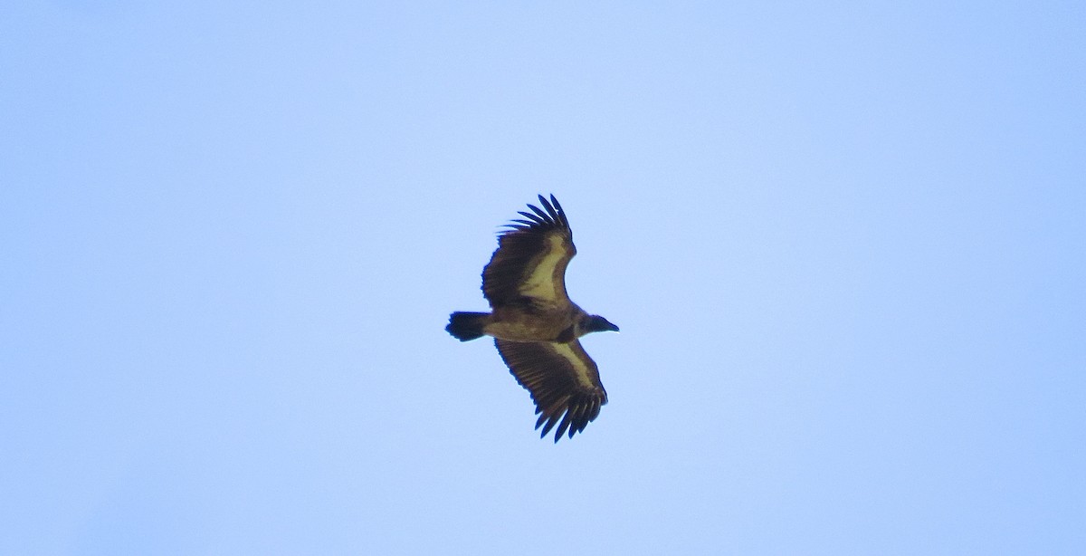 White-backed Vulture - ML63043371