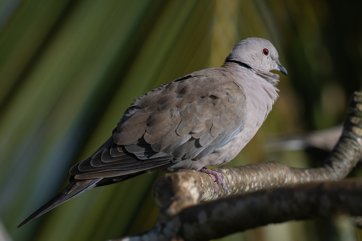 Eurasian Collared-Dove - ML630433795