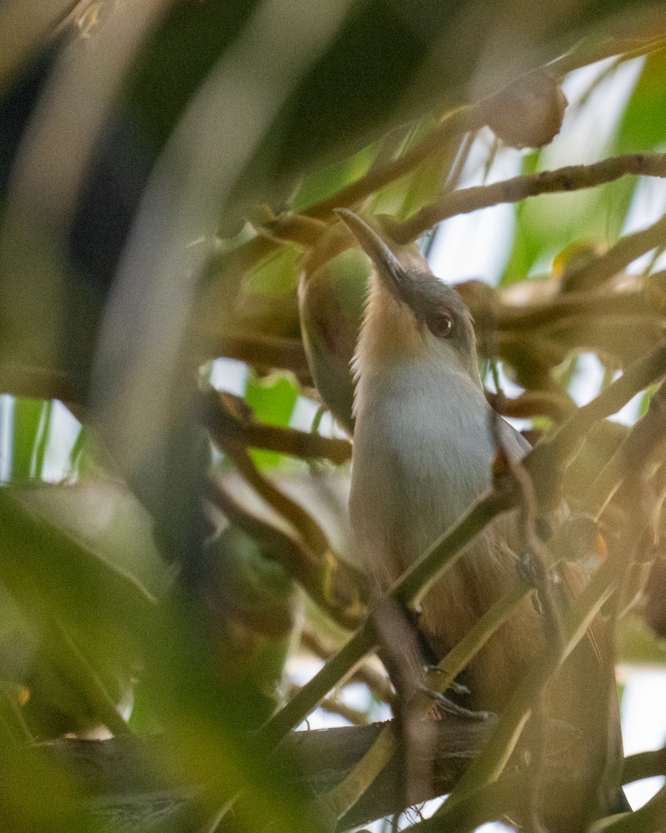 Hispaniolan Lizard-Cuckoo - ML630433801