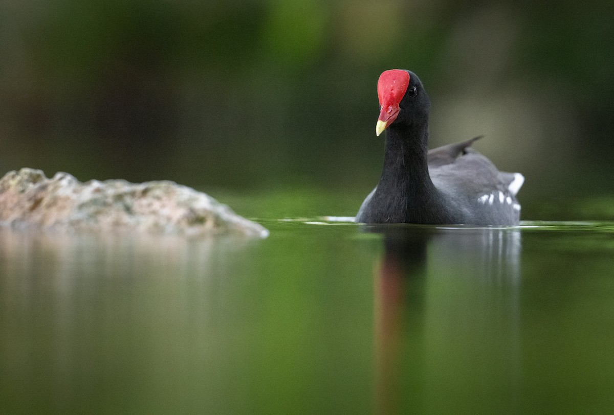 Common Gallinule - ML630433803