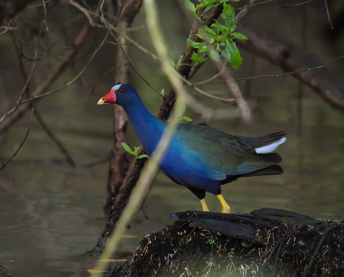Purple Gallinule - ML630433812