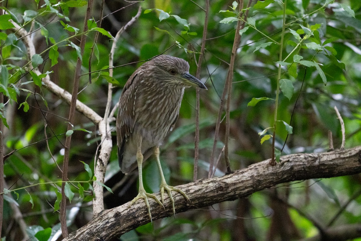Black-crowned Night Heron - ML630433833