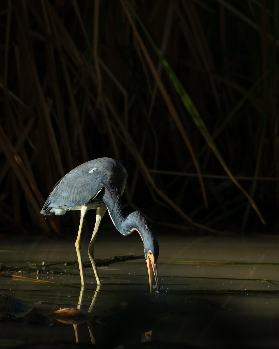 Tricolored Heron - ML630433839