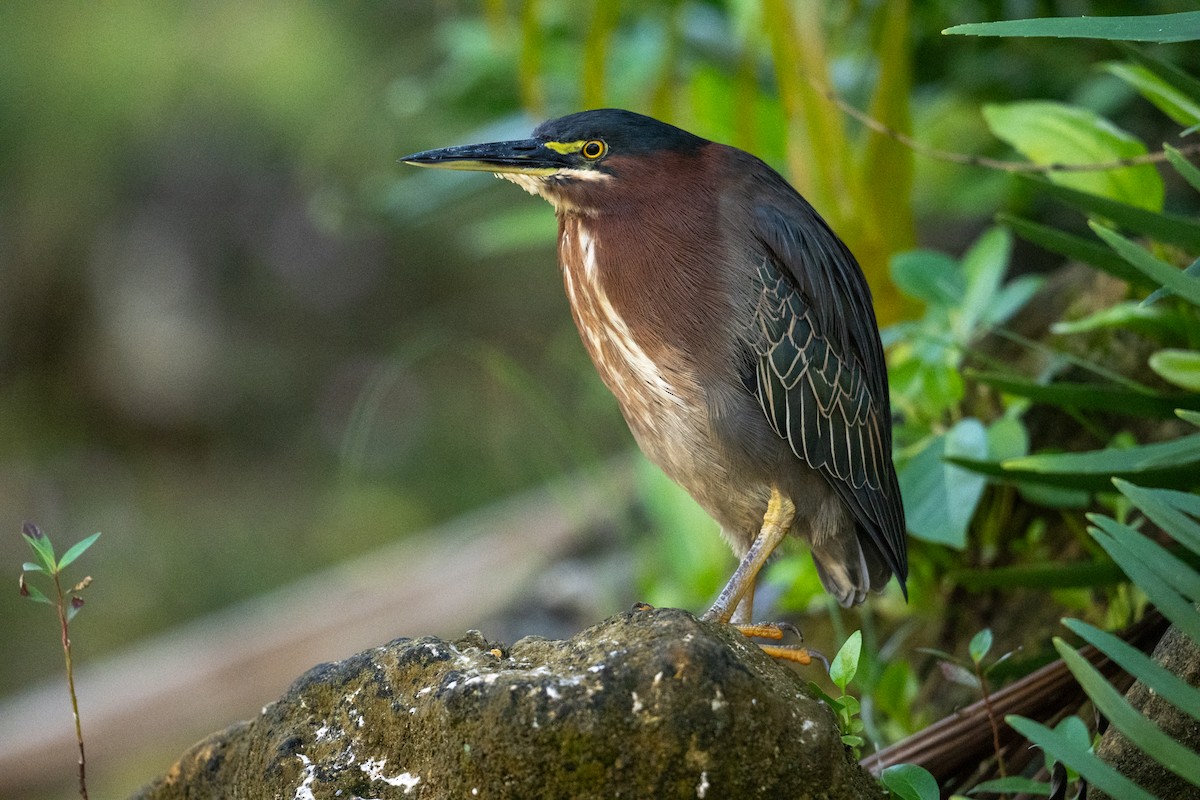 Green Heron - ML630433845