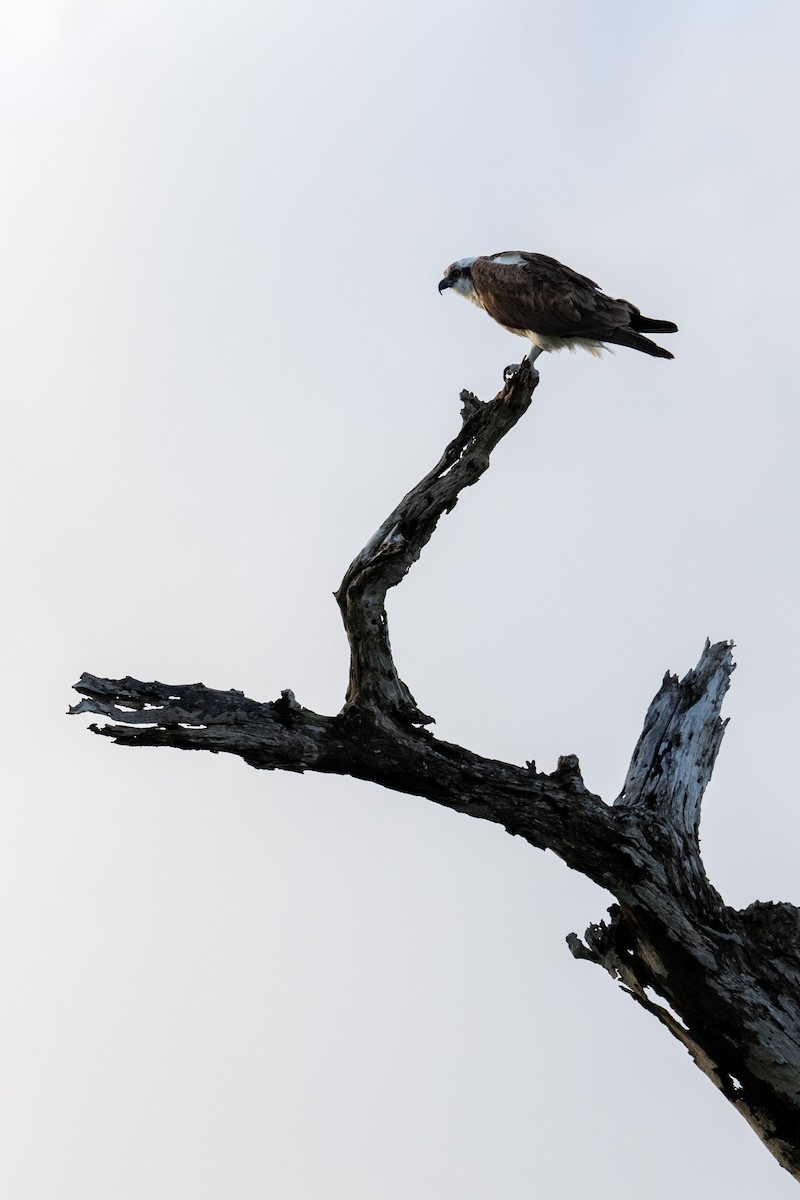 Osprey - ML630433882