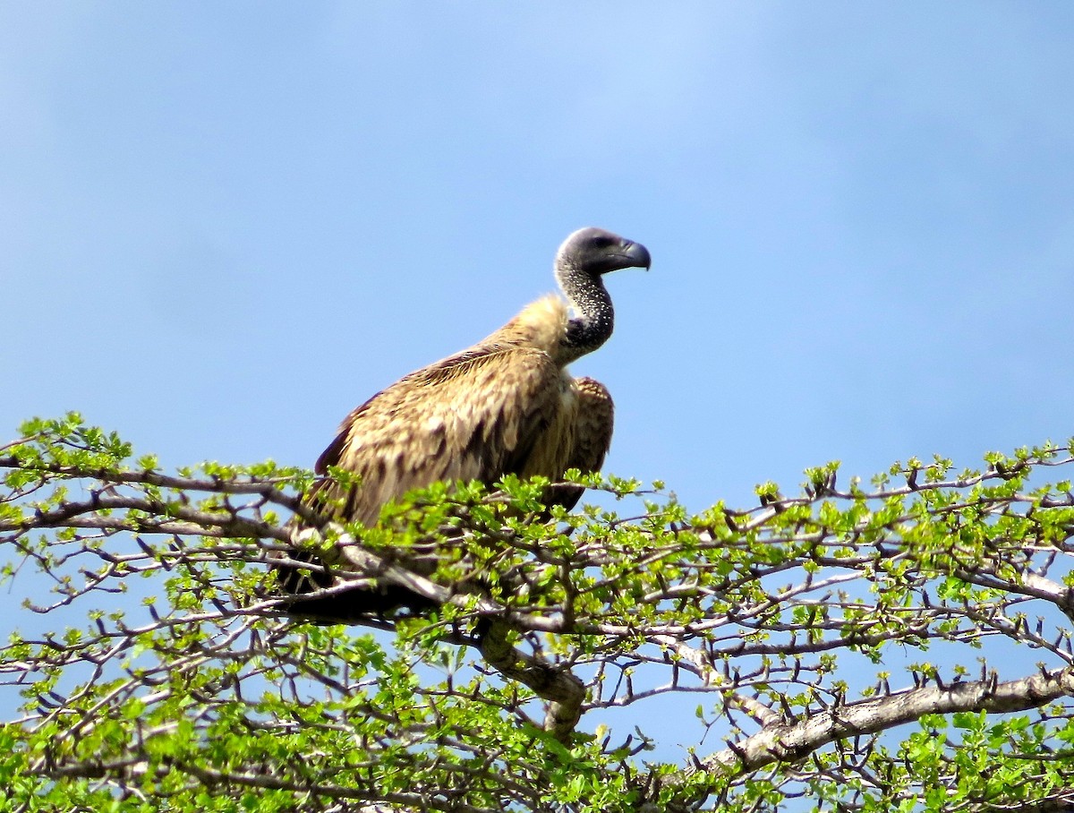 White-backed Vulture - ML63043391