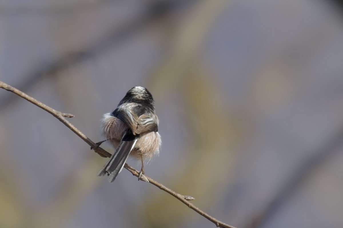 Long-tailed Tit - ML630433915