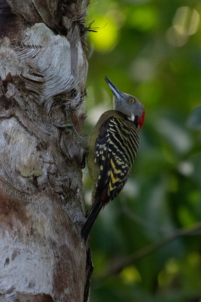 Hispaniolan Woodpecker - ML630433916