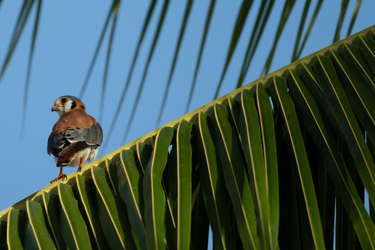 American Kestrel - ML630433926