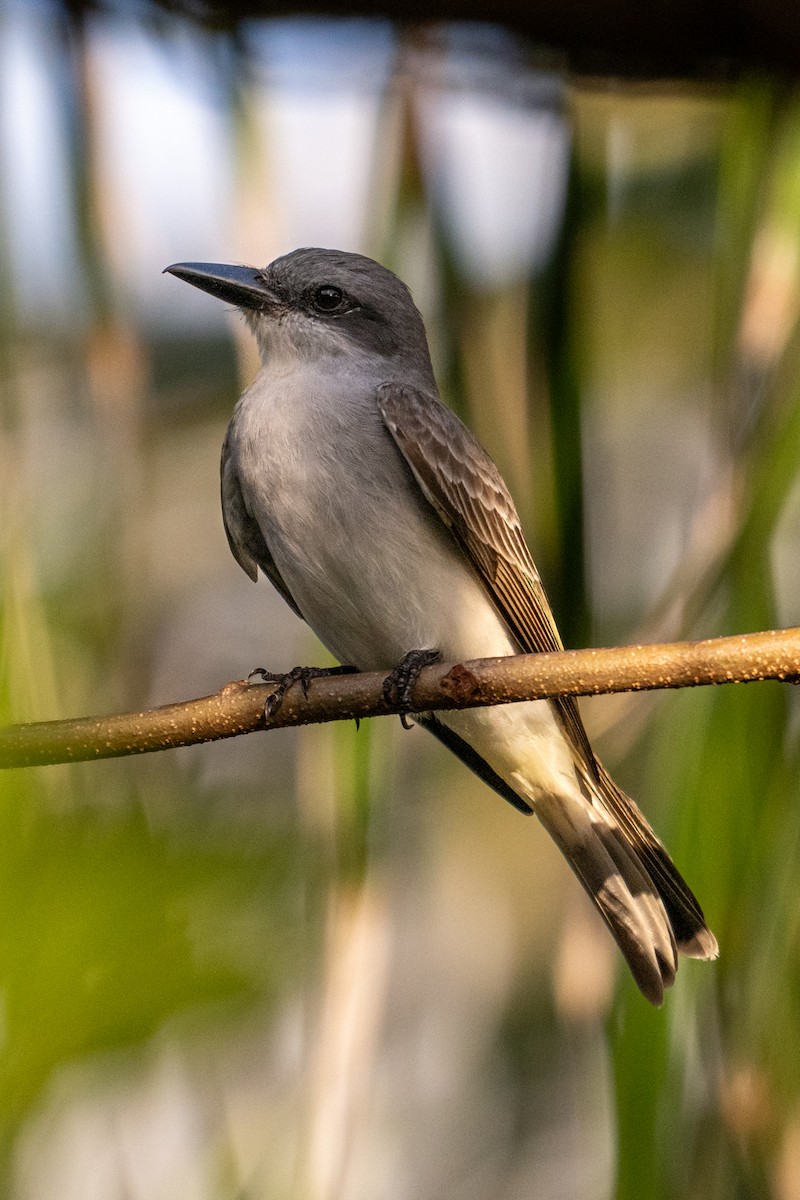 Gray Kingbird - ML630433929