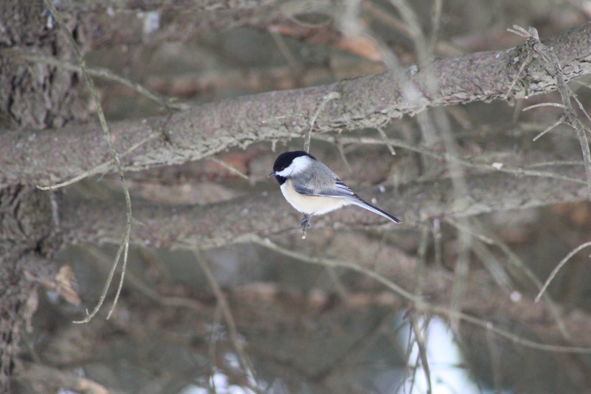Black-capped Chickadee - ML630433954