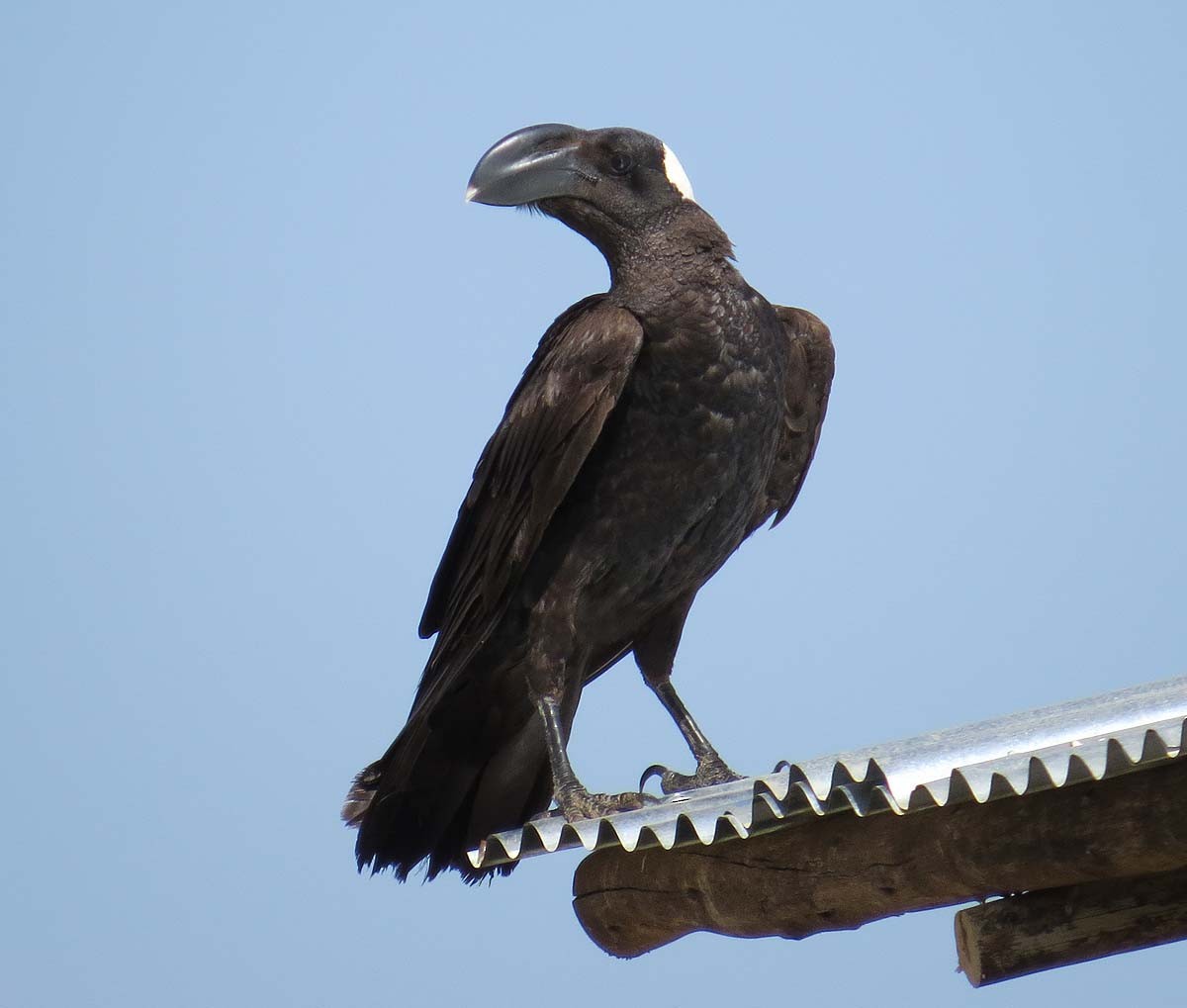 Thick-billed Raven - ML630433983