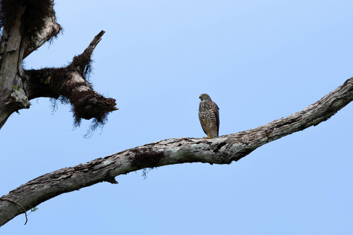 Fiji Goshawk - ML630434016