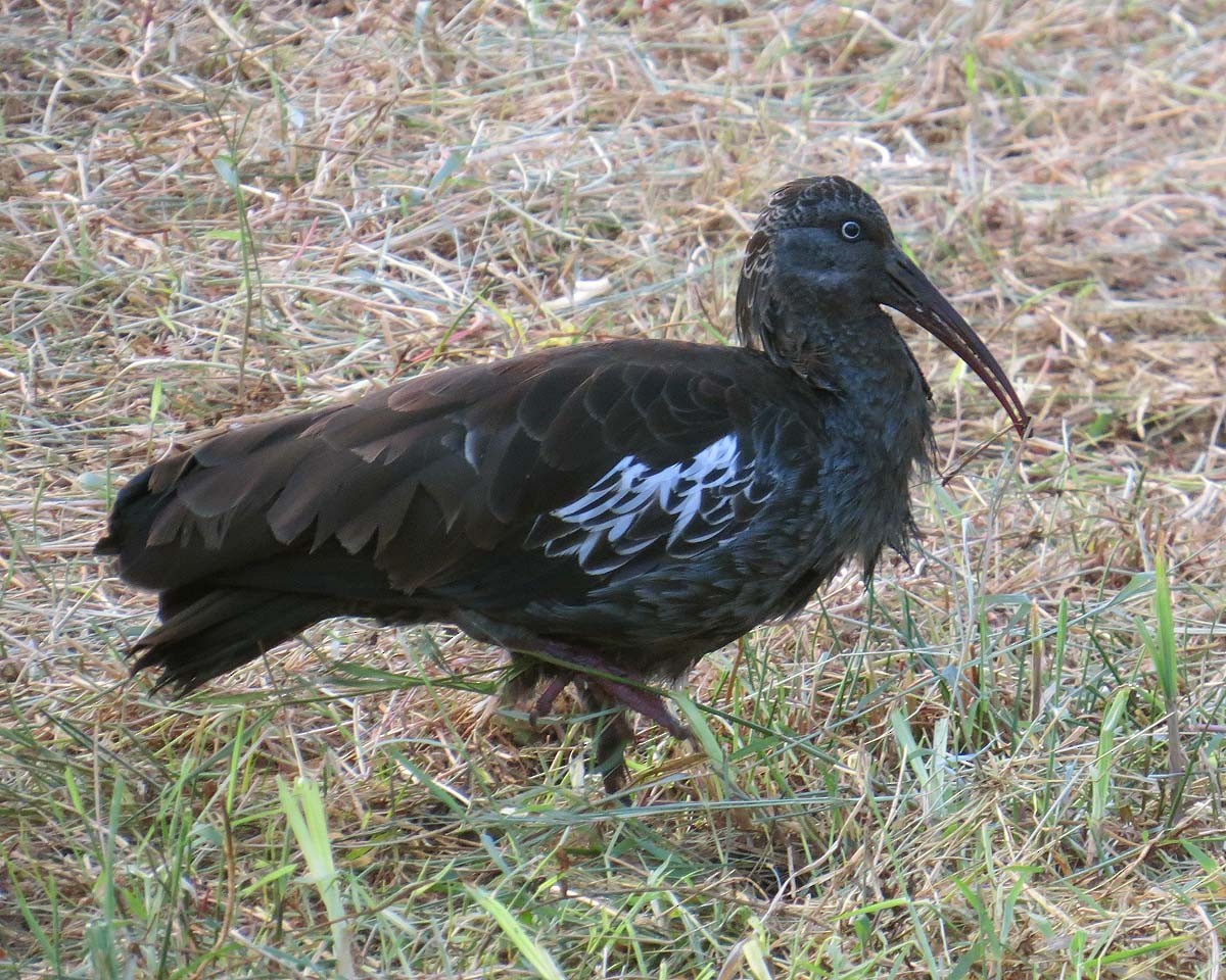 Ibis caronculé - ML630434038
