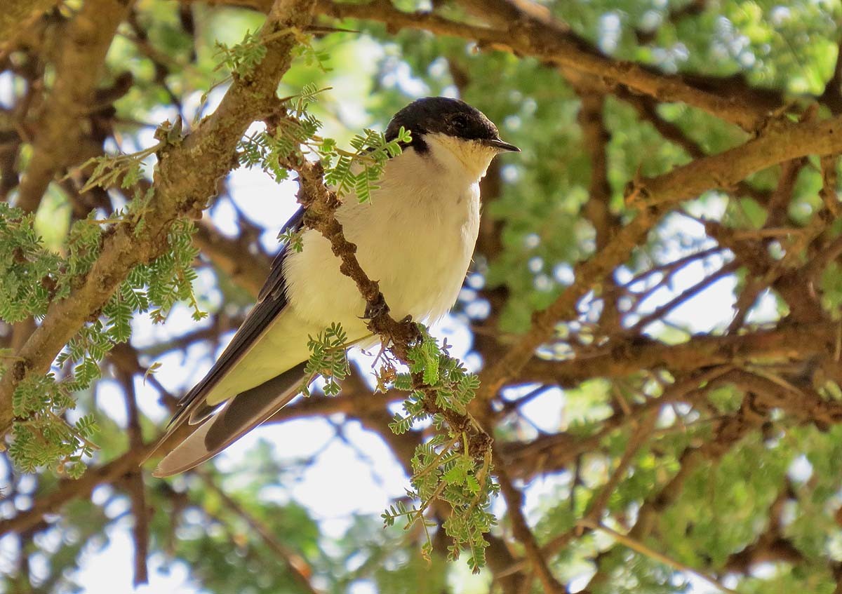 White-tailed Swallow - ML630434200
