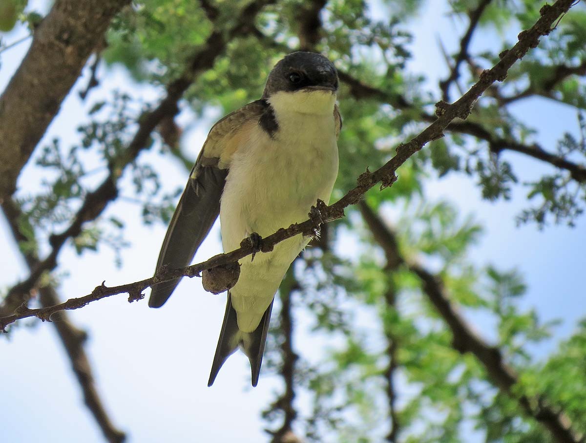 White-tailed Swallow - ML630434207