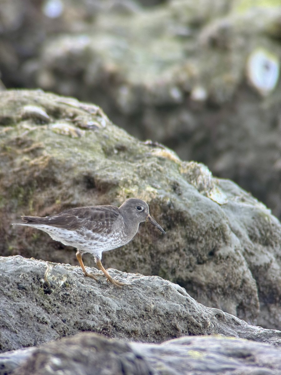 Purple Sandpiper - ML630434226