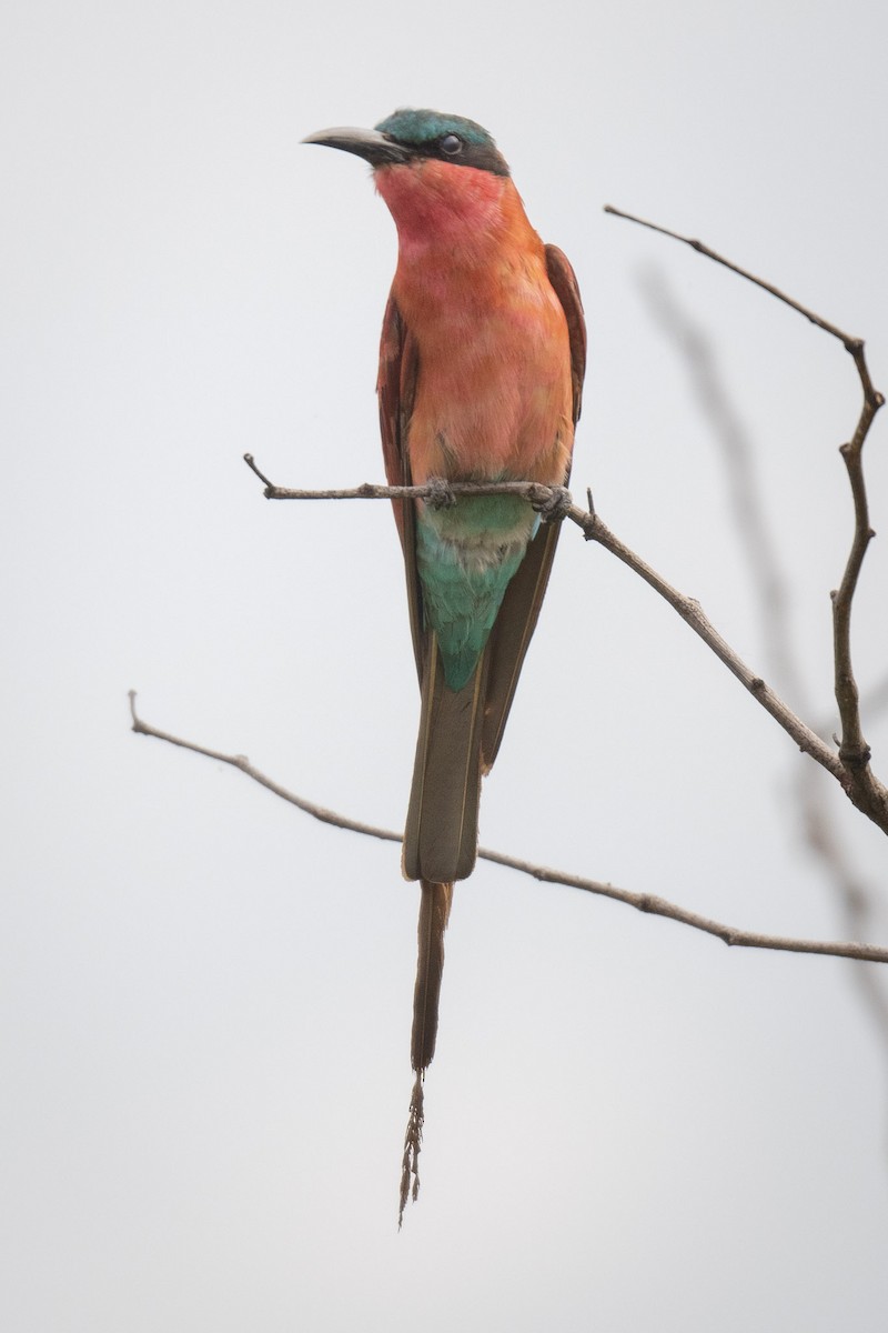 sinoberbieter - ML630434321