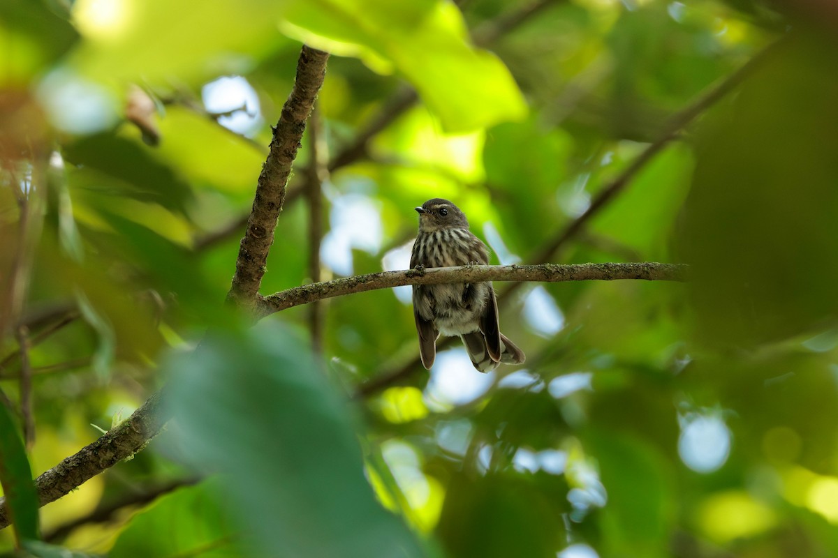 Fiji Streaked Fantail (Viti Levu) - ML630434323