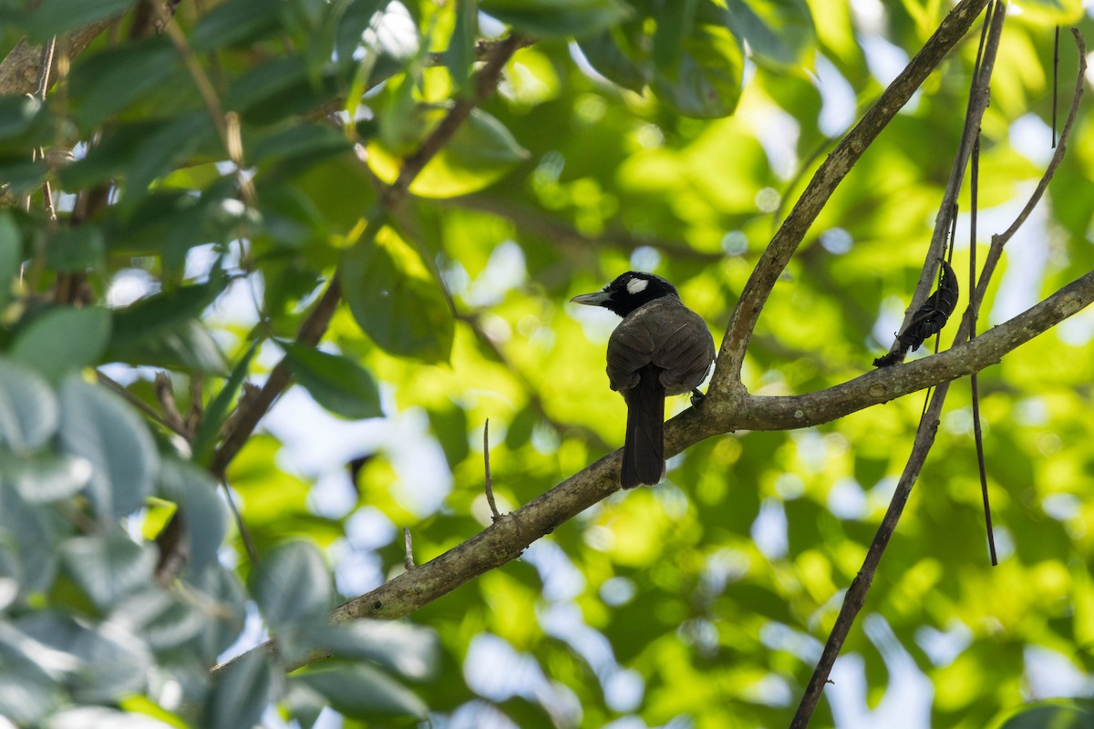 Black-throated Shrikebill - ML630434342