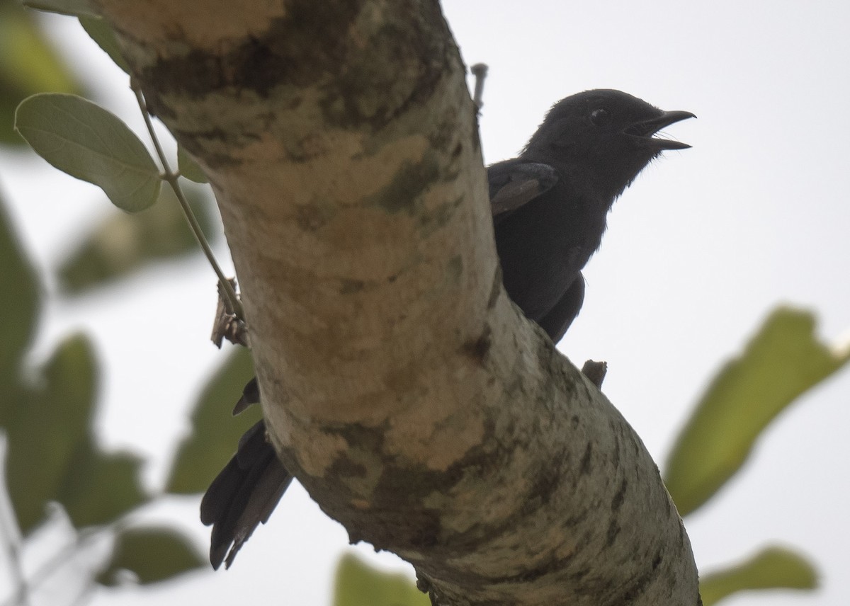 svartgjøk - ML630434394