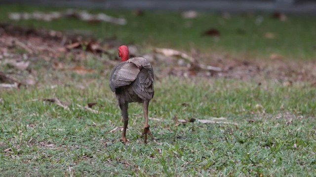 Australian Brushturkey - ML630434445