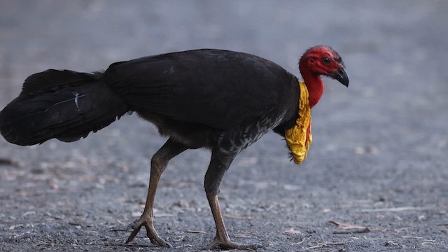 Australian Brushturkey - ML630434451
