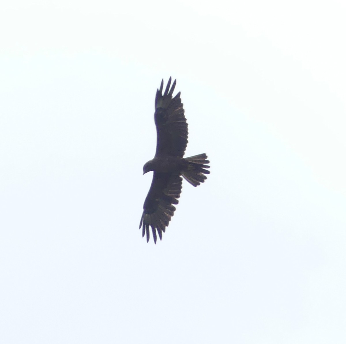 Wahlberg's Eagle - ML630434539
